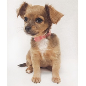 Chihuahua Female 581434
