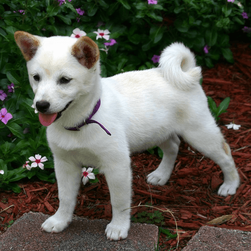 Shiba Inu Puppies For Sale In Ny Brooklyn Teacup Pups