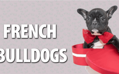 French Bulldog Puppies at Teacup Pups